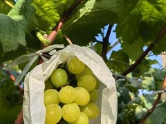 -马陆小张葡萄园农家乐