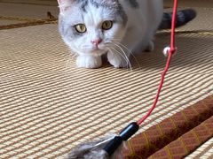 -泰国佛·塔罗·泰牌狐仙古曼