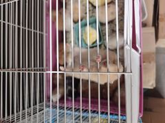 -白佛花鸟鱼虫批发市场小型宠物交易(东区)