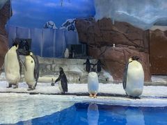 -海合安成都极地海洋公园