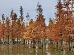 -白鹭湾湿地公园