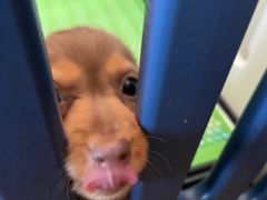 -翊宠yipet猫狗购宠庄园犬舍•猫舍