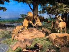 -国家自然博物馆