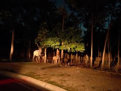 -清迈夜间动物园