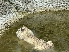 -五龙山野生动物王国