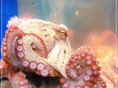 -范饭椰林川湘味海鲜·椰子鸡(三亚湾椰梦长廊店)