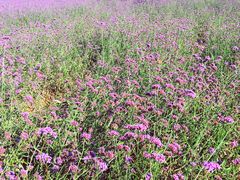 -羊亭河湿地公园