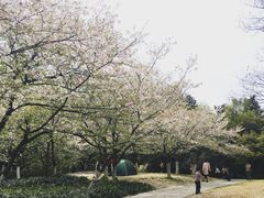 -湖畔居茶楼(湖滨店)