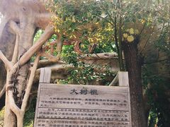 -石老人观光园