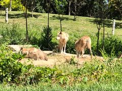-北京野生动物园