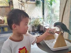 -吉丁鸟咖·异宠·寄养