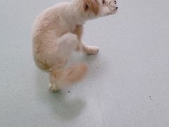 -汪喵宠物医院·骨科心脏影像·犬猫急重症ICU诊疗中心(成华分院)