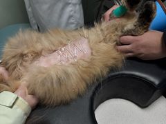 -乐派堂宠物医院·猫友好· 心脏科(东街店)