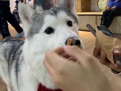 -Husky Go! 哈士奇体验馆·宠物咖啡厅狗咖