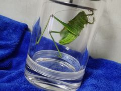 -中环花鸟鱼虫市场