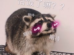 -浣熊柯尔鸭土拨鼠·电玩咖