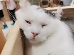 -藏猫猫咖啡主题馆(中央大道店)