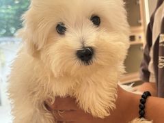 -翊宠yipet猫狗购宠庄园犬舍•猫舍