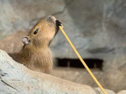 -Zoolung Zoolung动物主题公园(海信广场店)