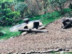 景点-成都大熊猫繁育研究基地