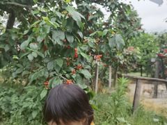 -樱桃山旅游景区