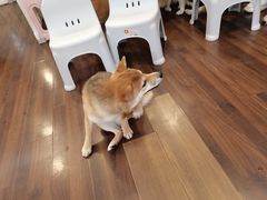 -柯斗斗主题餐厅·狗咖·围炉煮茶·茶饮(国瑞升平里店)