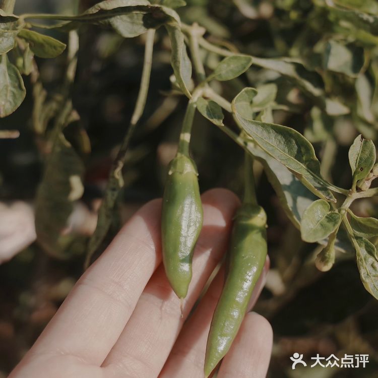 假日农家乐走起.#凤凰山农趣谷