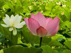 -莲花池公园