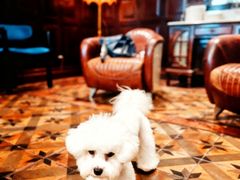 -翊宠yipet猫狗购宠庄园犬舍•猫舍