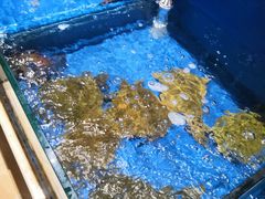 -姜君·千岛湖鱼头馆(浦东大道店)