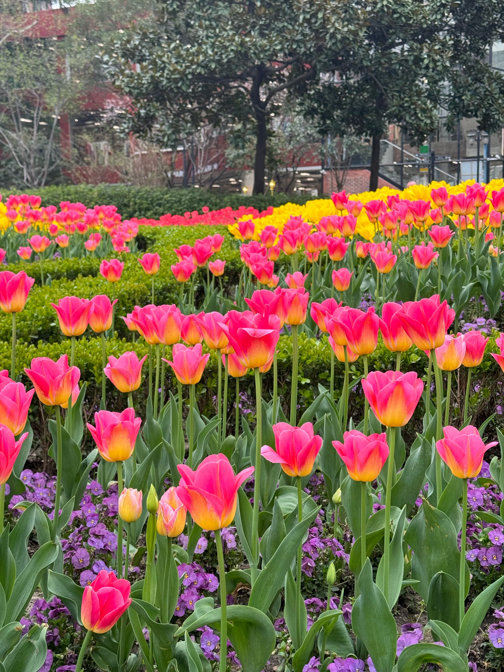 襄阳赏花好去处图片