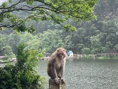 -黔灵山公园