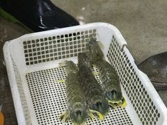 -班赞海鲜市场