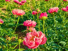-扬州芍药园(仪征市)