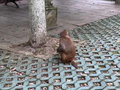 -黔灵山公园