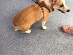 -伟伟宠物医院·CT影像中心·瑞派犬猫综合性门诊(汉口总院)