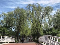 -大兴滨河森林公园