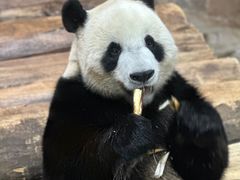 -海南热带野生动植物园