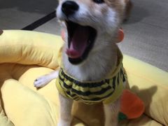 -逗柴咖啡屋·狗咖猫咖宠物桌游