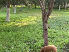 -宠颐生动物医院·心脏科·保险定点(锦阳分院)