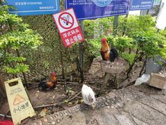 -西双版纳傣族园