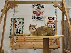 -楼上猫咖(罗湖店)
