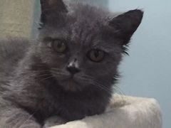 -爱侣宠医·鹦鹉专科·小型哺乳类·异宠专科(灵石路店)