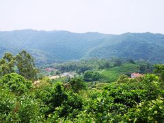 -雁南飞茶田景区