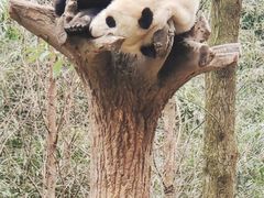 -都江堰中华大熊猫苑