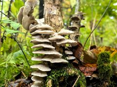 -五营红松林海景区