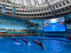 -海合安成都极地海洋公园