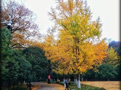 -灵谷景区