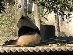 -中国大熊猫保护研究中心雅安碧峰峡基地