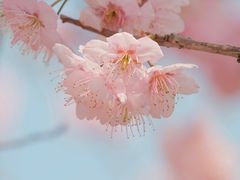 -顾村公园